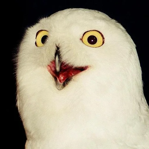 Sticker splushki - 1