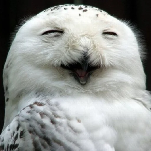 Sticker splushki - 1