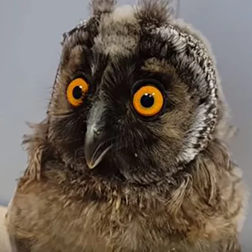 Sticker splushki - 1