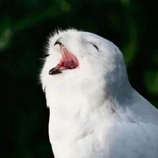 Стикер sovЫ - 10