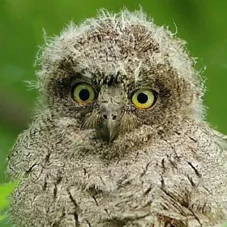 Стикер sovЫ - 4