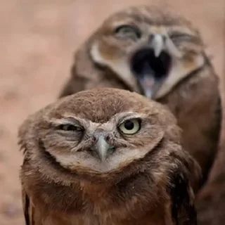 Стикер sovЫ - 9