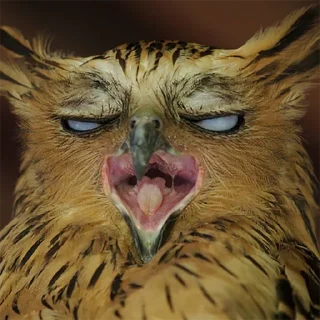 Стикер sovЫ - 6