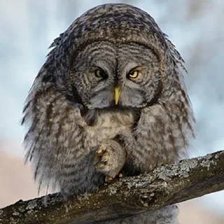 Стикер sovЫ - 5