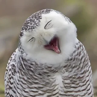 Стикер sovЫ - 8