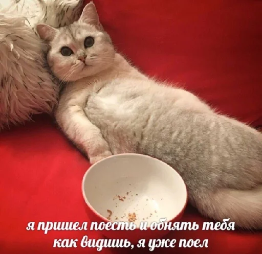 small to medium-sized cats felidae cat