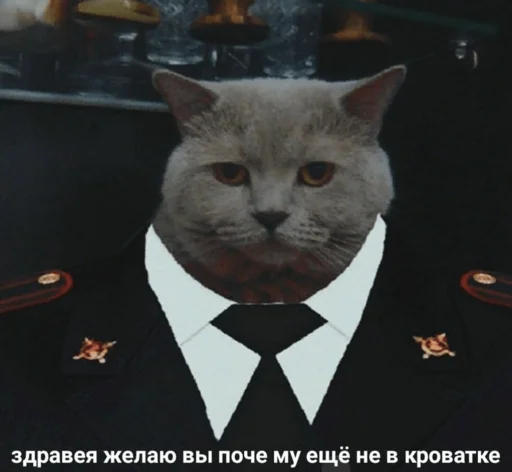 small to medium-sized cats mammal collar