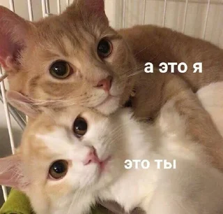 Sticker spokysa - 11