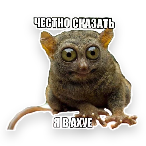 примат животное млекопитающее