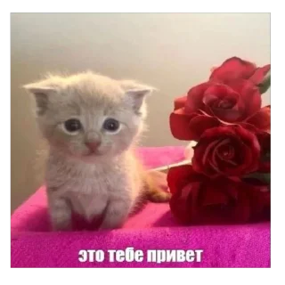 Sticker срака - 5