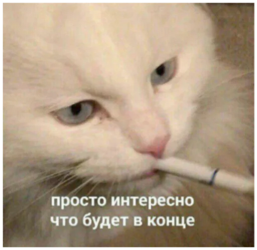 small to medium-sized cats cat indoor