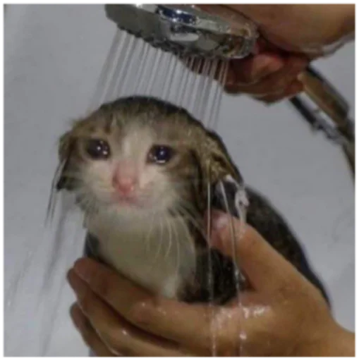 black-footed ferret person holding