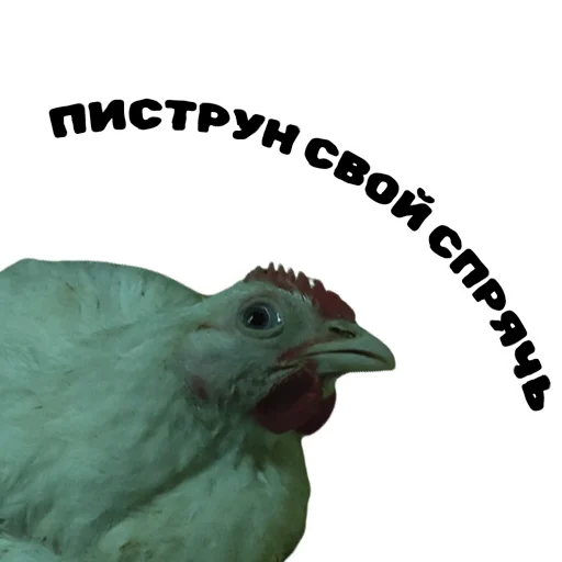 Стикер srakapopa - 1