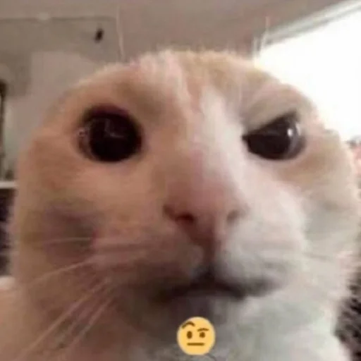 mammal animal domestic cat