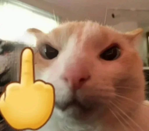 small to medium-sized cats indoor mammal