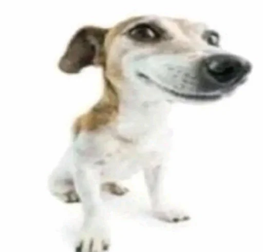 млекопитающее порода собак животное