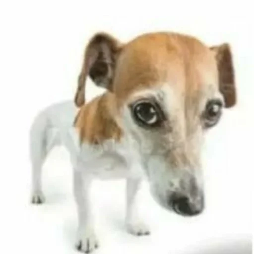 млекопитающее порода собак животное