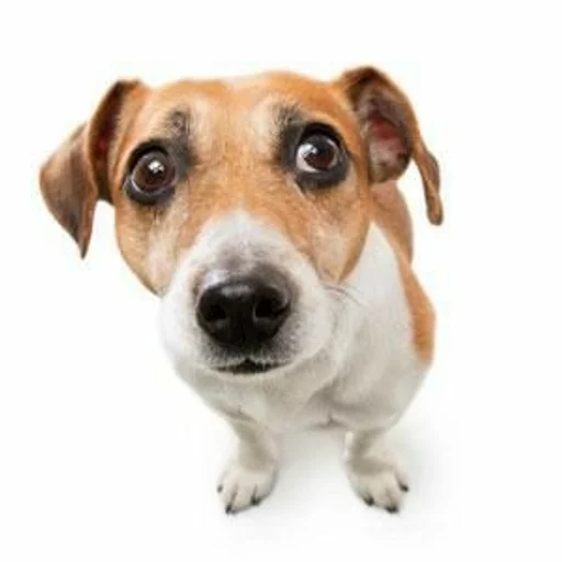 млекопитающее порода собак животное