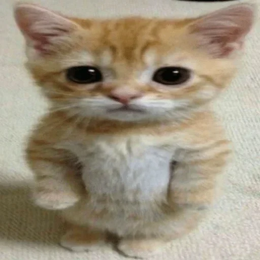 животное млекопитающее кошка