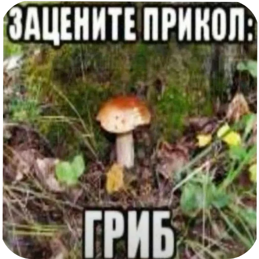 Стикер sslleik - 1