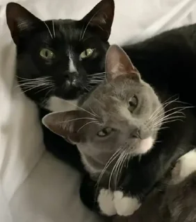 Sticker @karinnok - 11