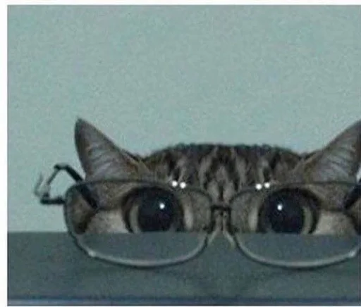 cat sunglasses indoor