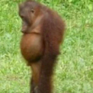 Стикер Что за shit - 5