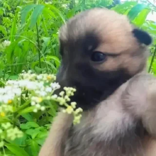 Стикер Что за shit - 1