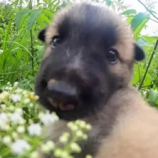 Стикер Что за shit - 2