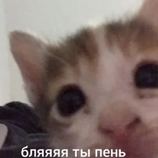 Стикер Что за shit - 7