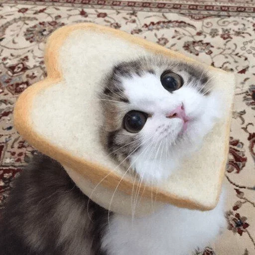 small to medium-sized cats felidae whiskers