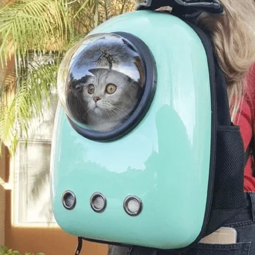 кошка млекопитающее животное