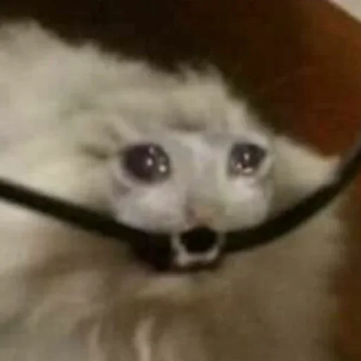 млекопитающее животное комнатный