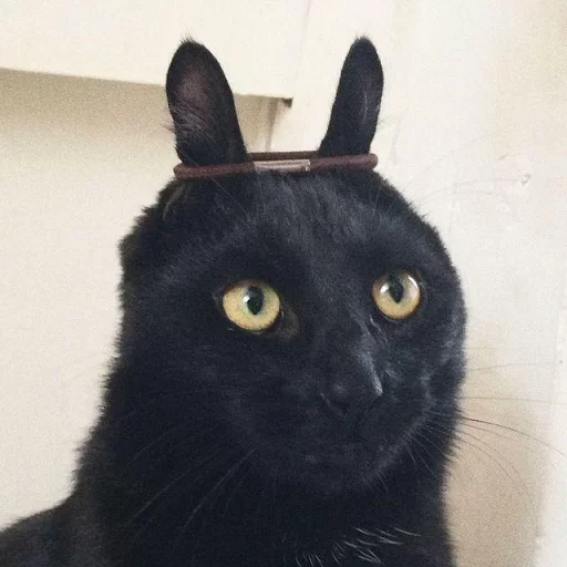 mammal animal black cat