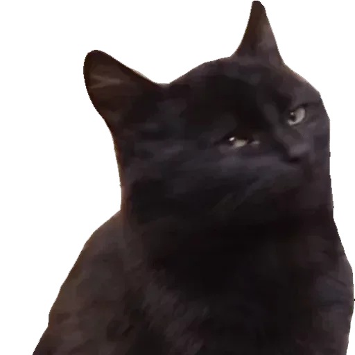 animal mammal small to medium-sized cats