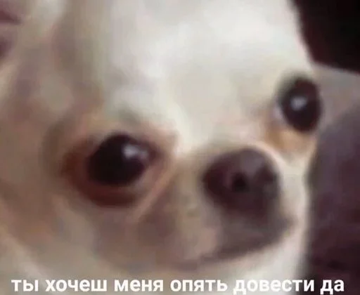 млекопитающее животное собака