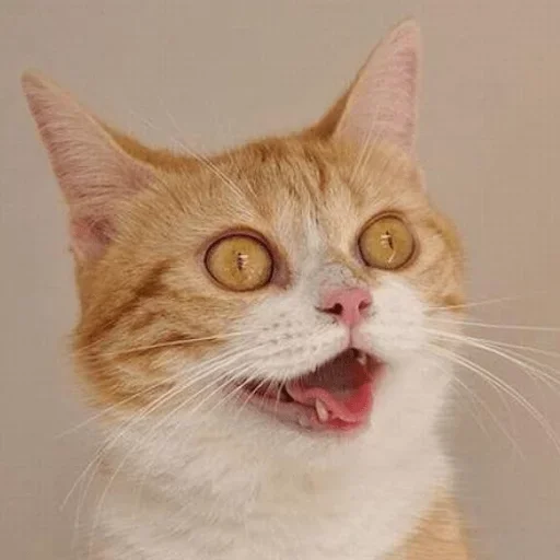 млекопитающее животное кошка