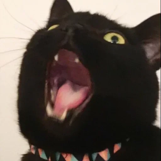 mammal animal small to medium-sized cats