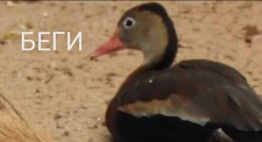 animal bird aquatic bird