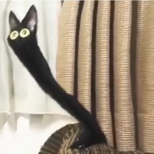 small to medium-sized cats domestic cat felidae