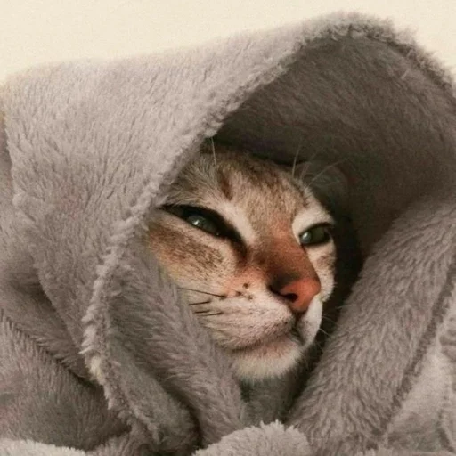 fur cat small to medium-sized cats