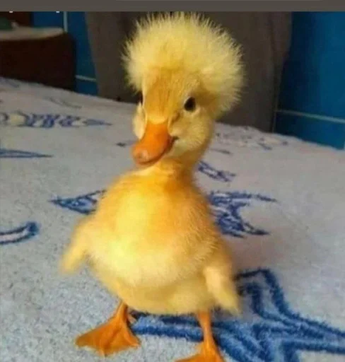 Щаха гуджу ????❤️ by @fStikBot - nail