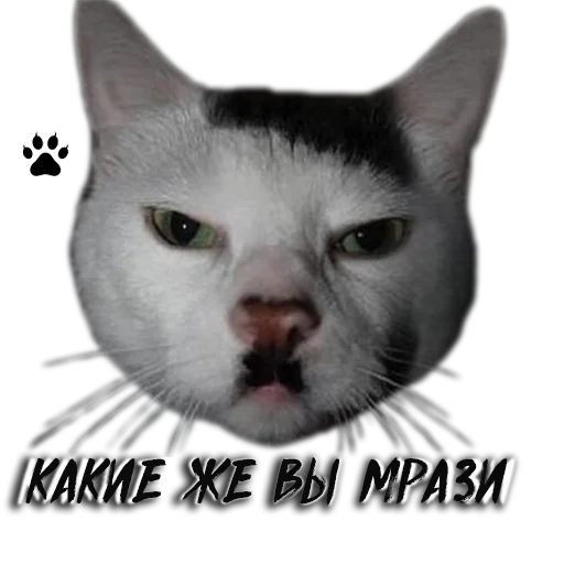 mammal animal domestic cat