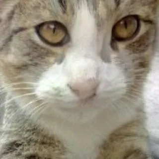 Sticker от статуи - 8