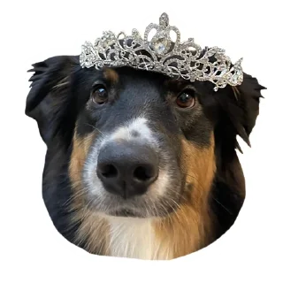 Стикер @stayadog stickers - 0