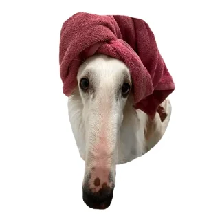 Стикер @stayadog stickers - 1