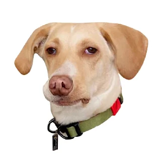 Стикер @stayadog stickers - 4