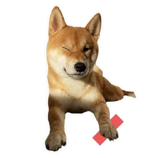Стикер @stayadog stickers - 8