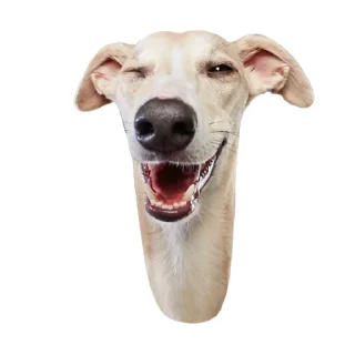 Стикер @stayadog stickers - 9