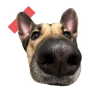 Стикер @stayadog stickers - 11